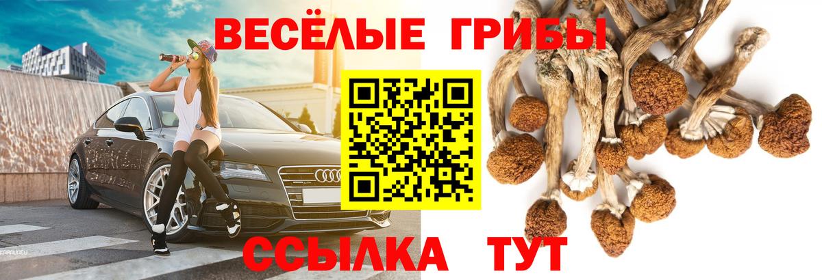 Псилоцибиновые грибы Psilocybe Шахты
